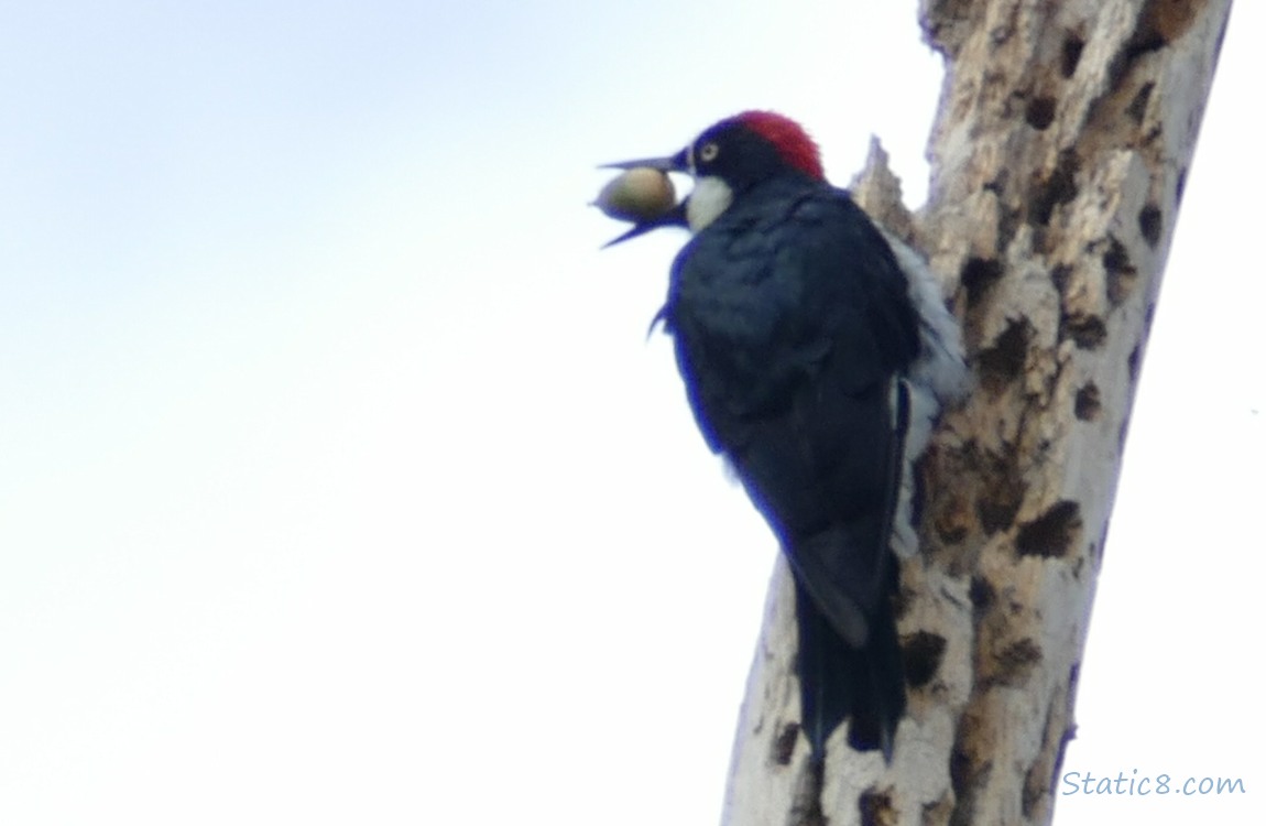 Acorn Woodpecker with an acorn in her beak, standing on a granary tree