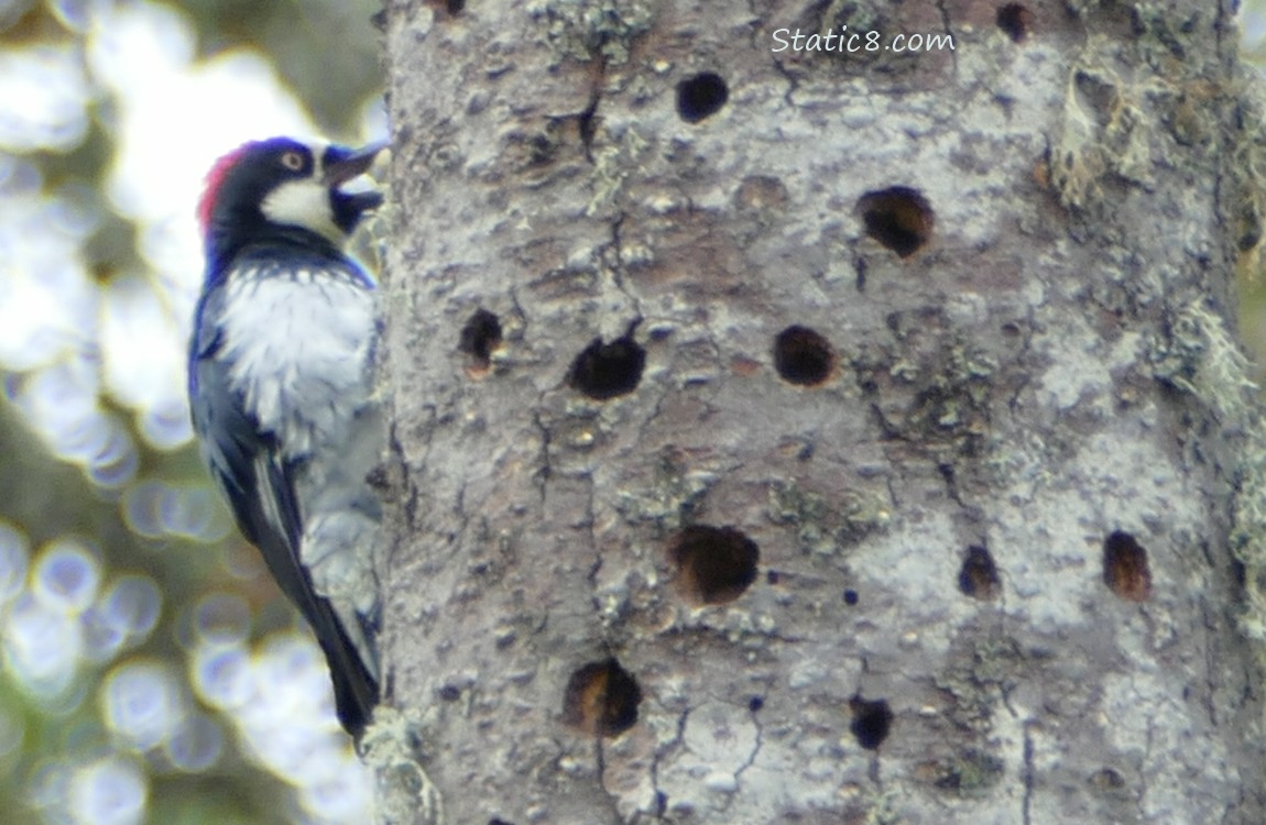 Acorn Woodpecker standing on the side of a granary tree