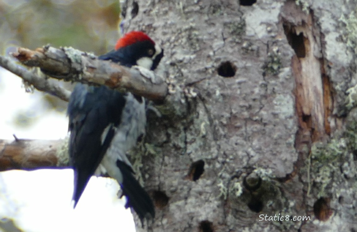 Acorn Woodpecker with his beak in a granary hole