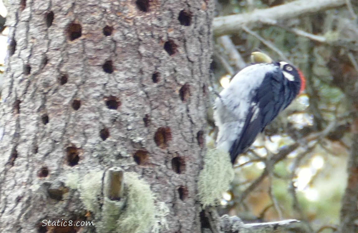 Acorn Woodpecker standing on the side of a granary tree