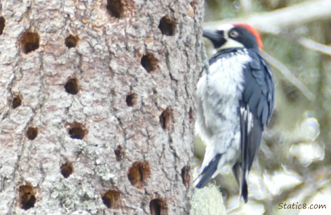 Acorn Woodpecker standing on the side of a granary tree