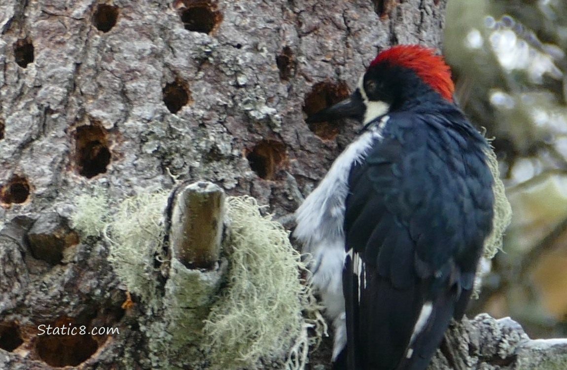 Acorn Woodpecker standing on the side of a granary tree, putting an acorn in a hole