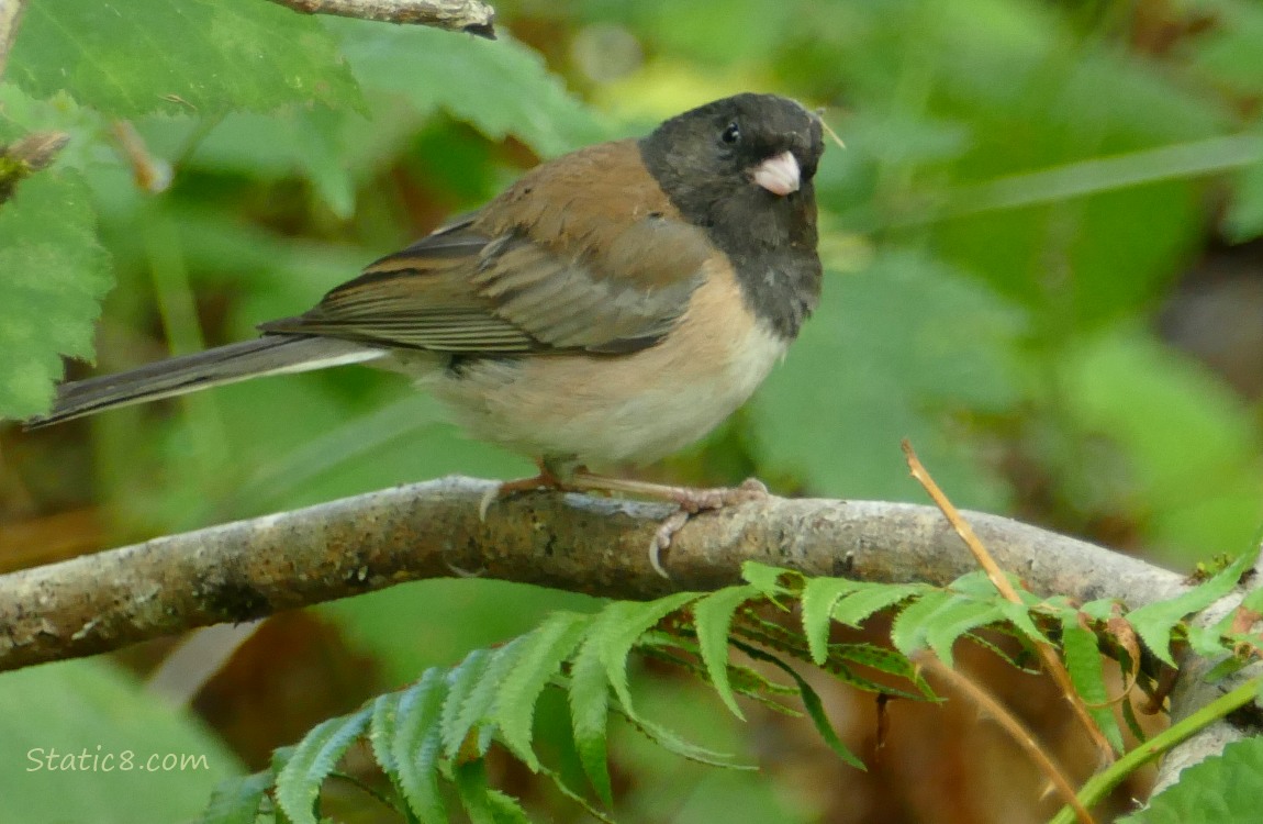 Junco standing on a branch in the forest