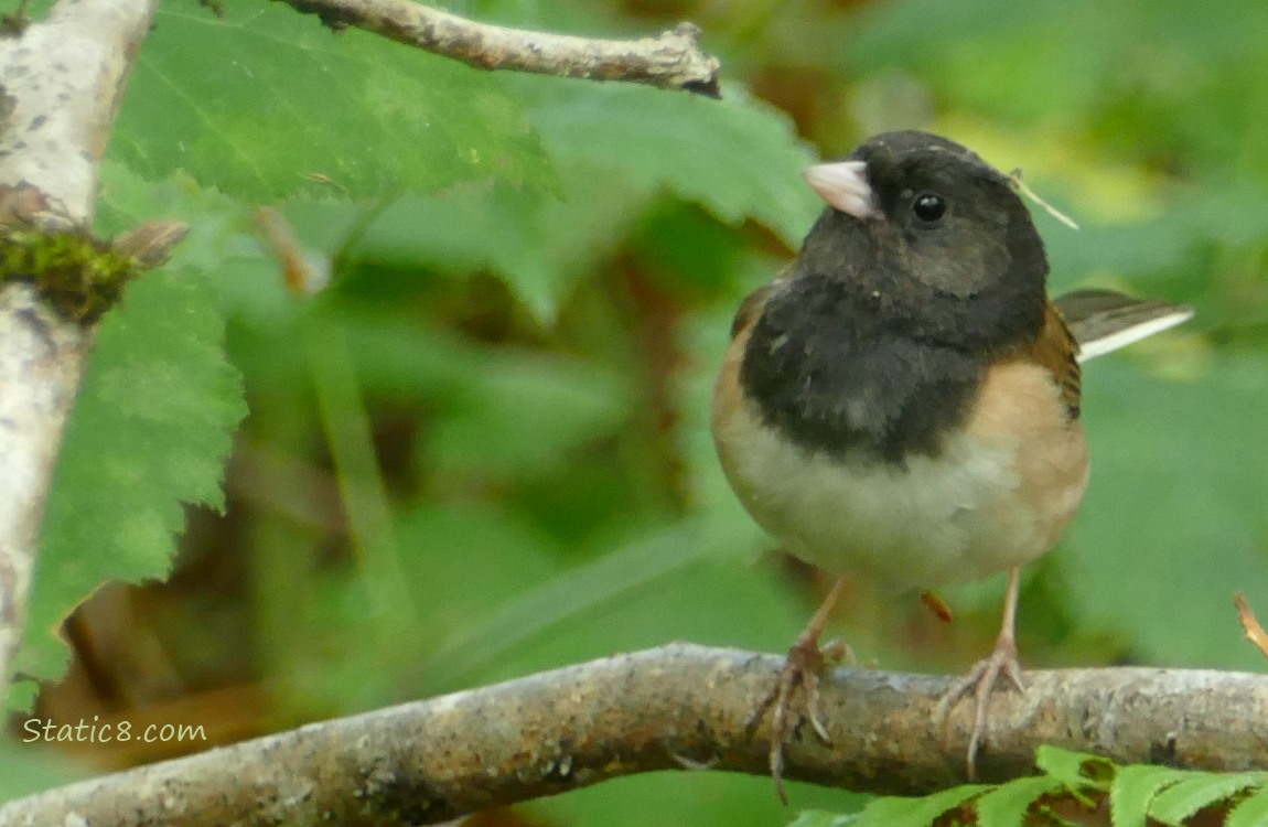 Junco standing on a branch