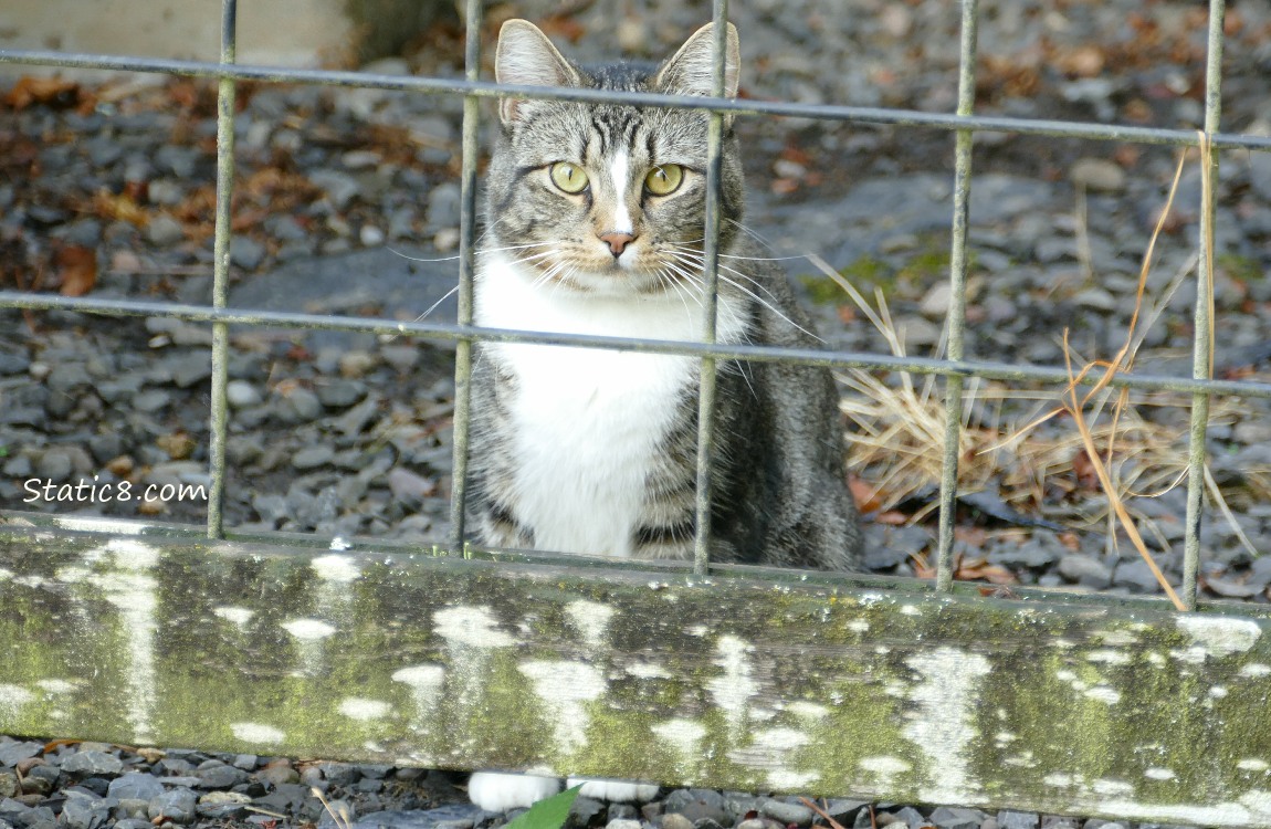 Tabby cat sitting on gravel, behind a wood and wire fence