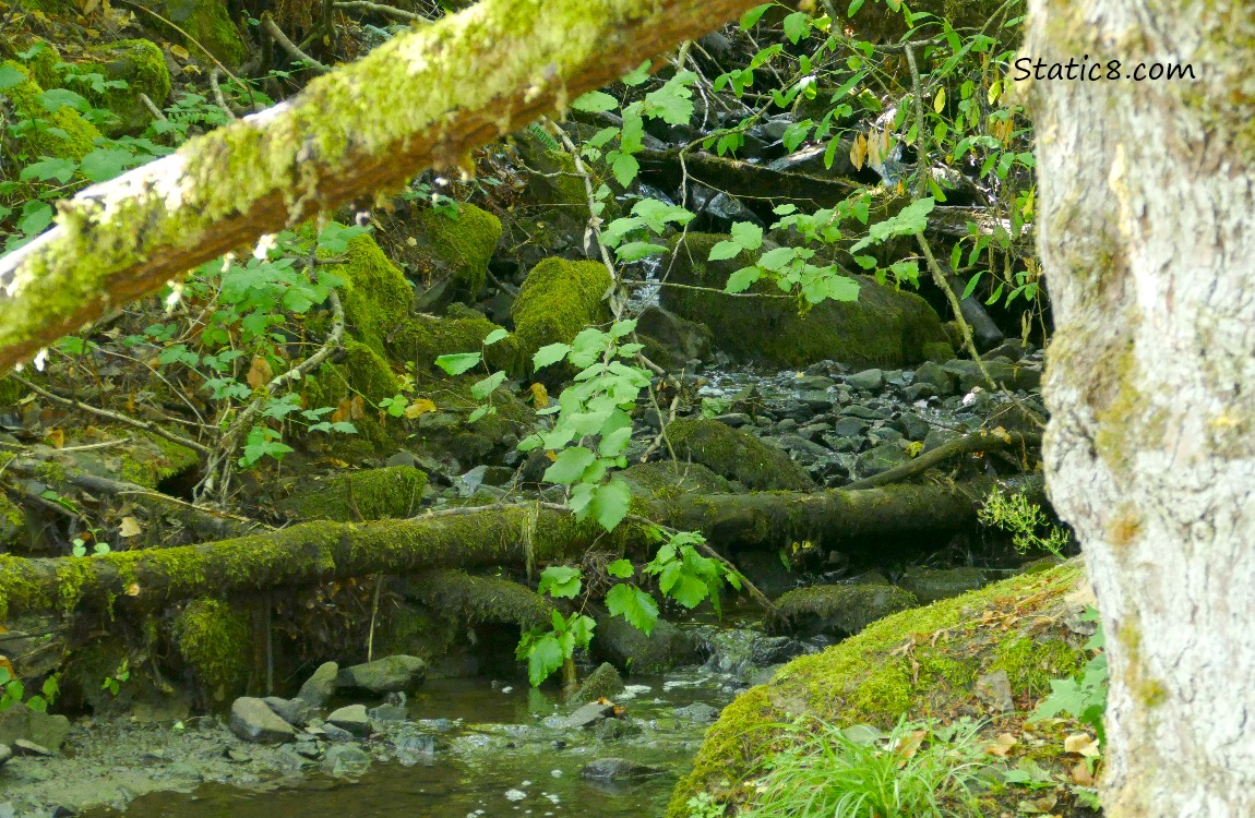 Waterfall in the forest