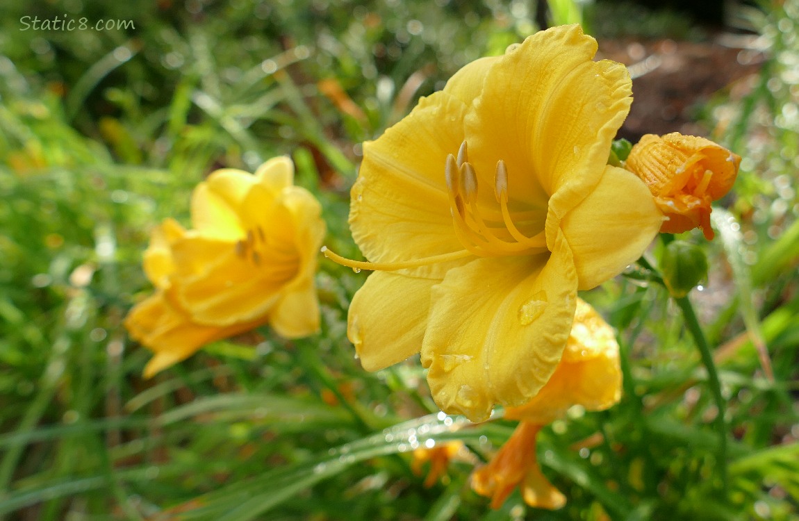 Yellow Lilies