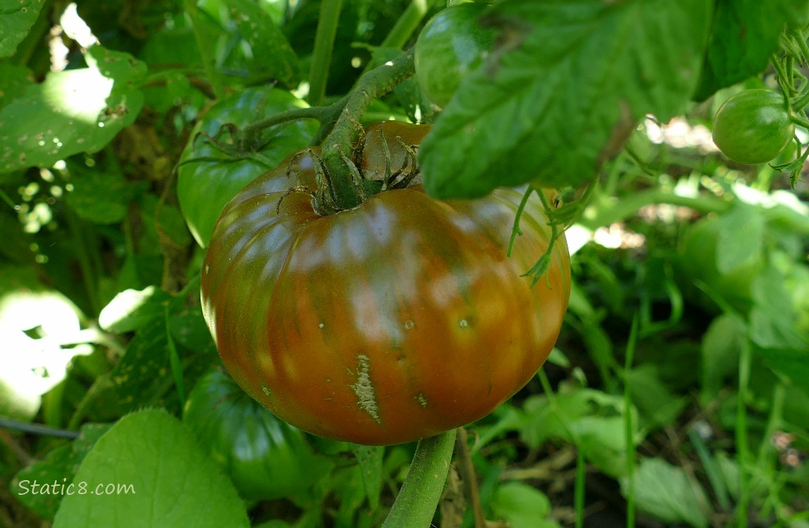 Tomato ripening on the vine