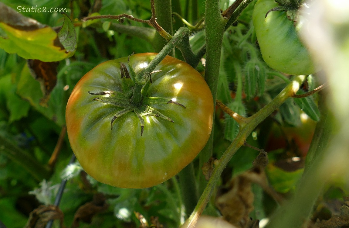 A tomato ripening on the vine