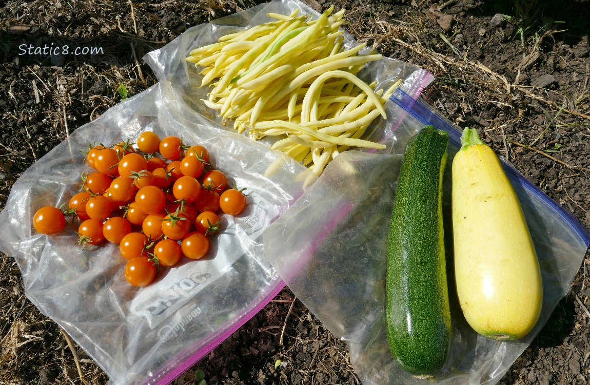 Harvested veggies laying on the ground