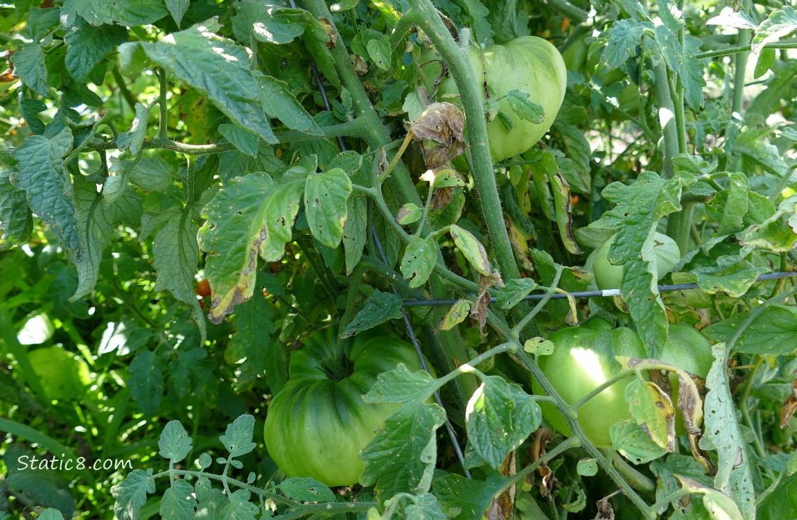 Large green tomatoes on the vine