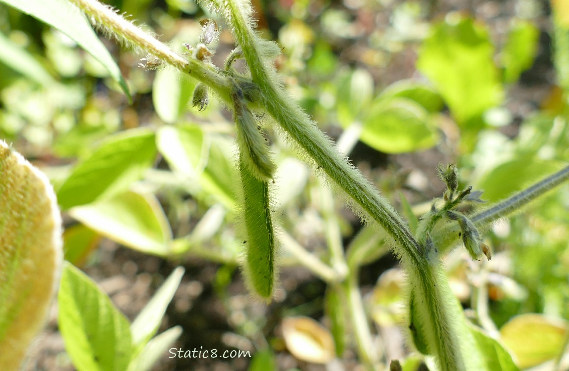 Soybean pod on the plant