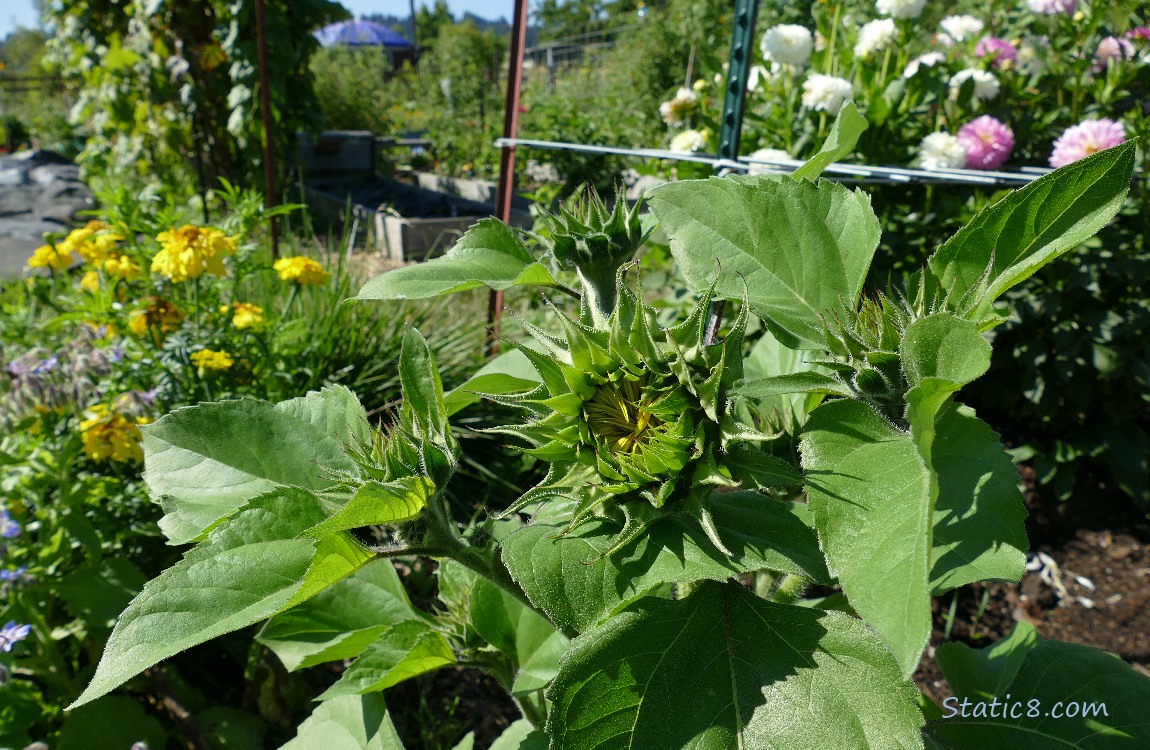 Sunflower buds