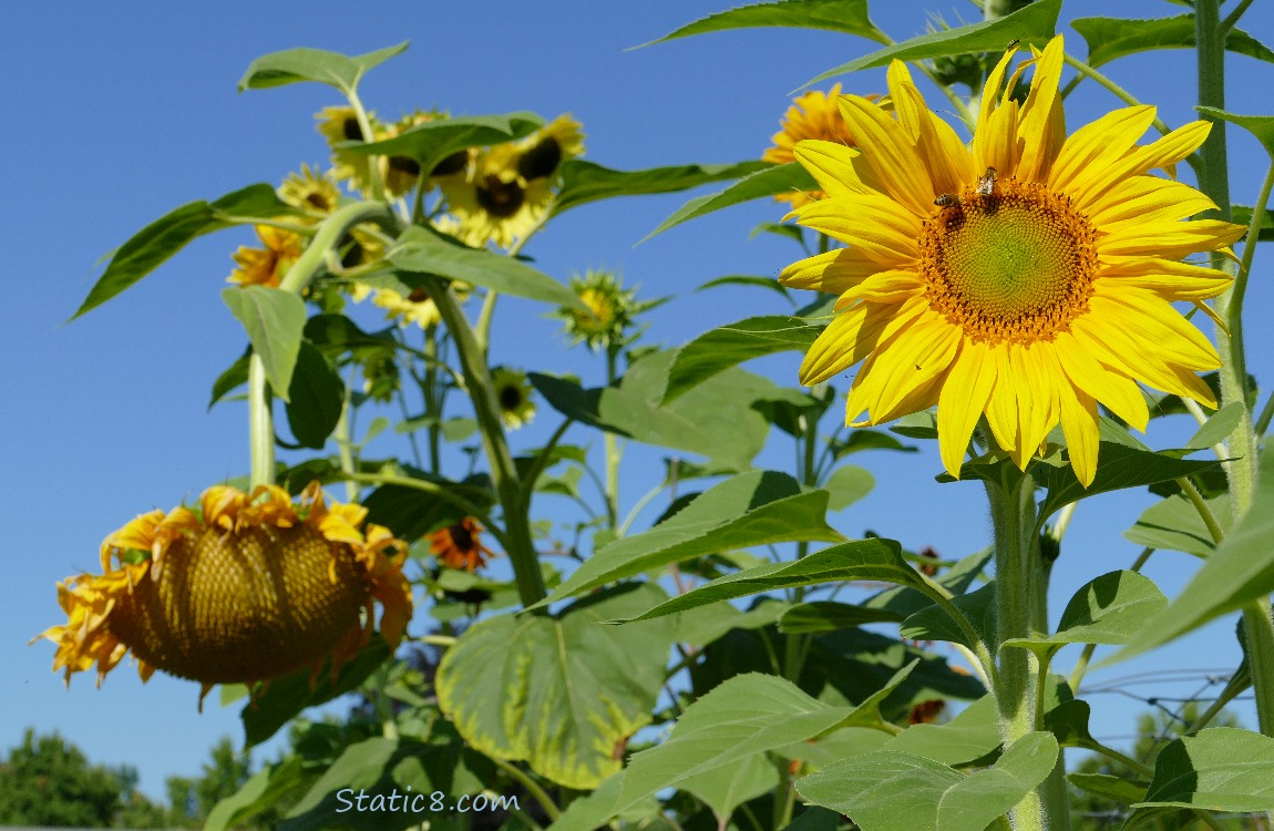 Sunflowers and a blue sky