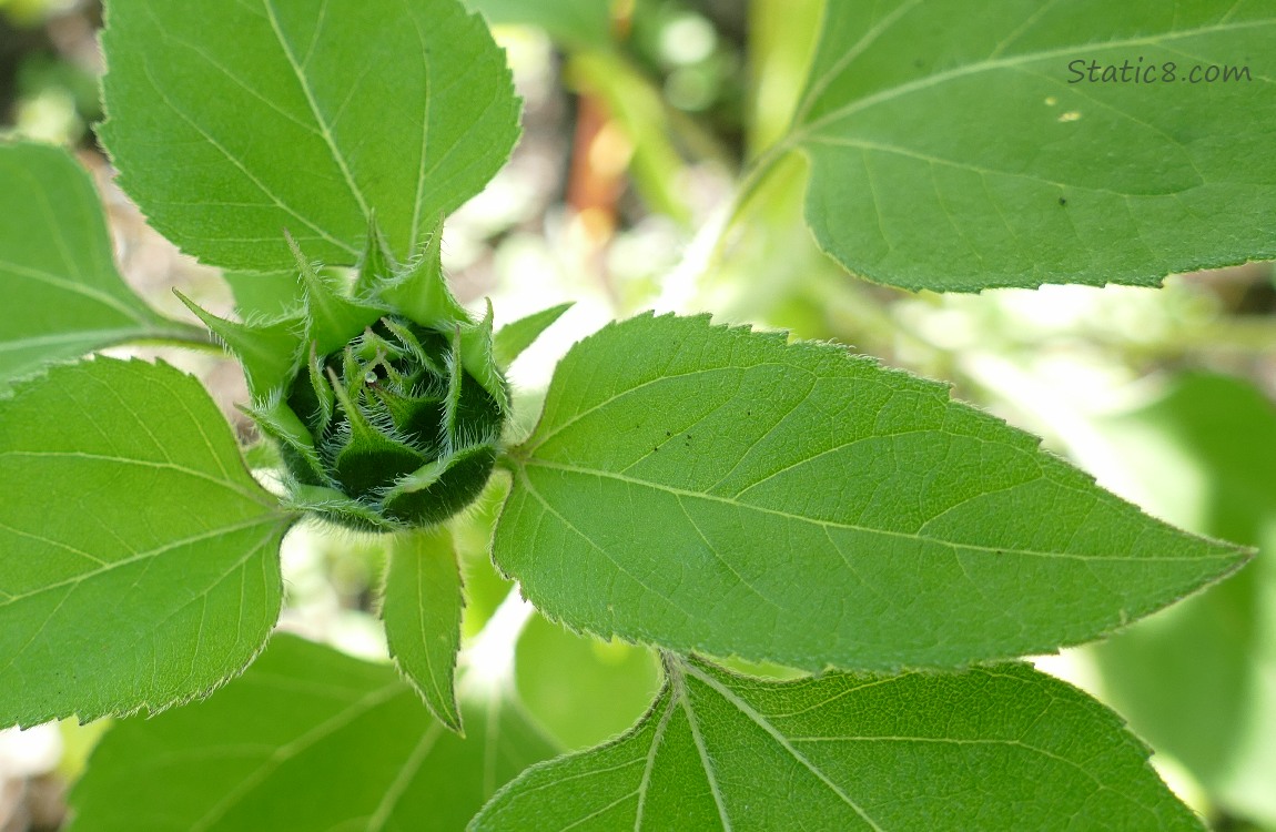 Sunflower bud