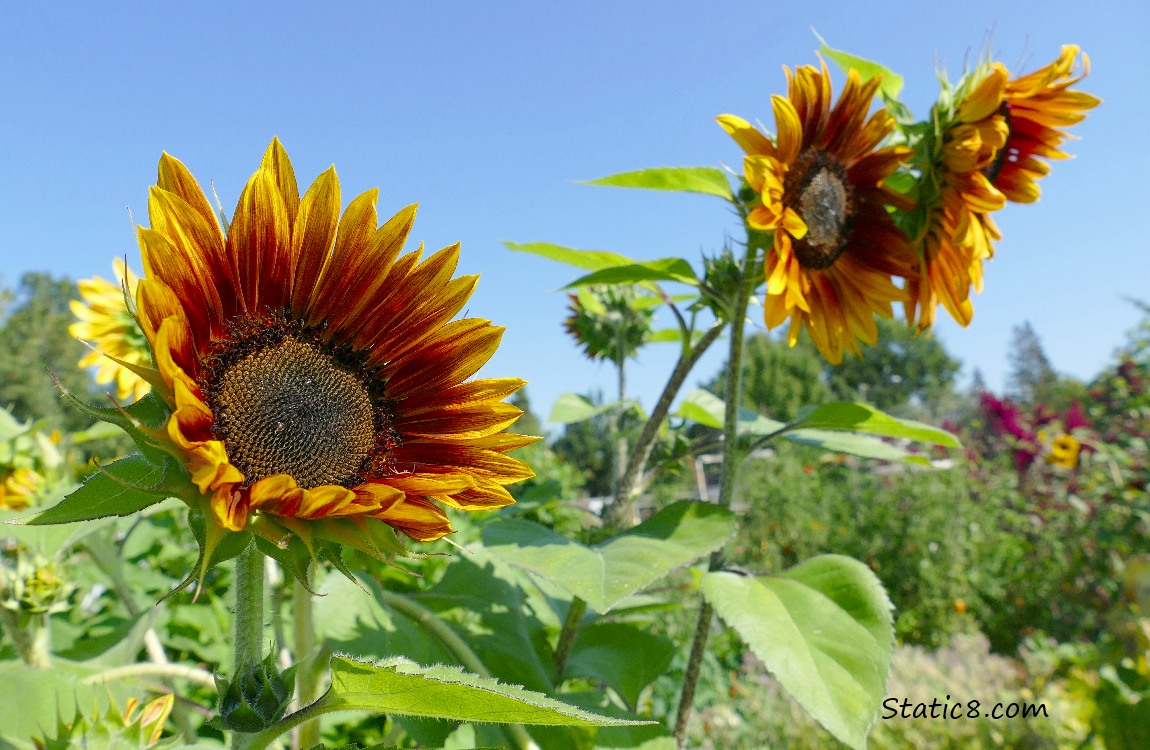 Red and yellow coloured Sunflower blooms