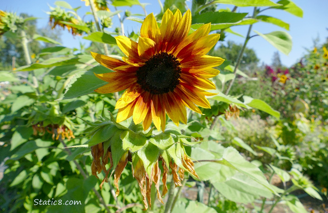 Red and yellow coloured Sunflower blooms