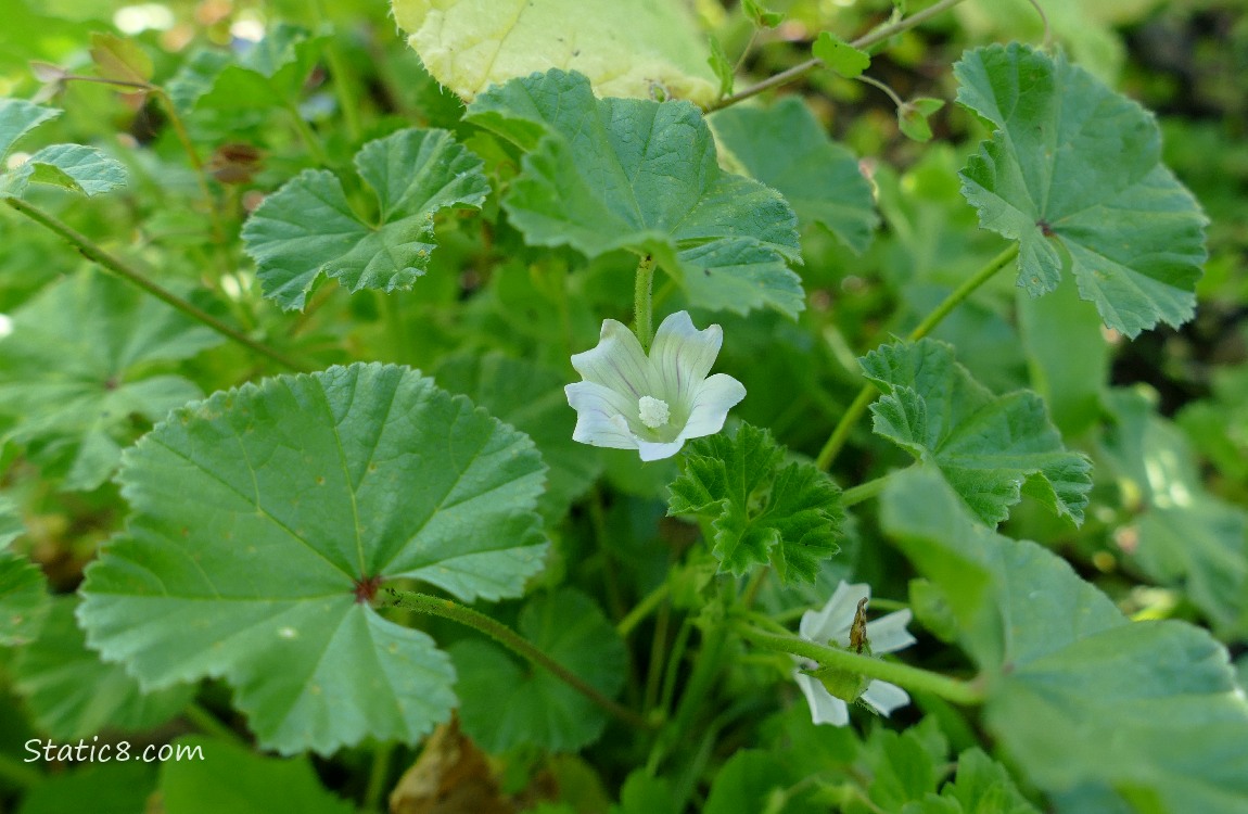 Small white flower and leaves