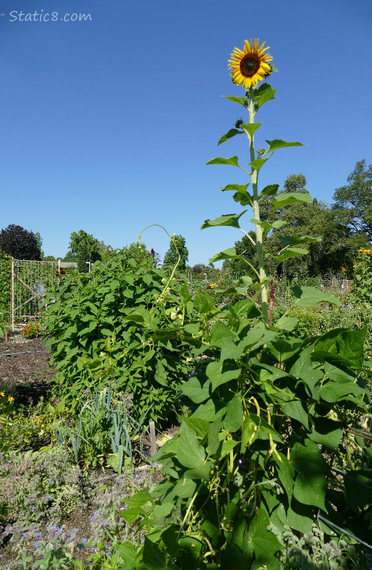 Sunflower bloom towering over the garden plot!