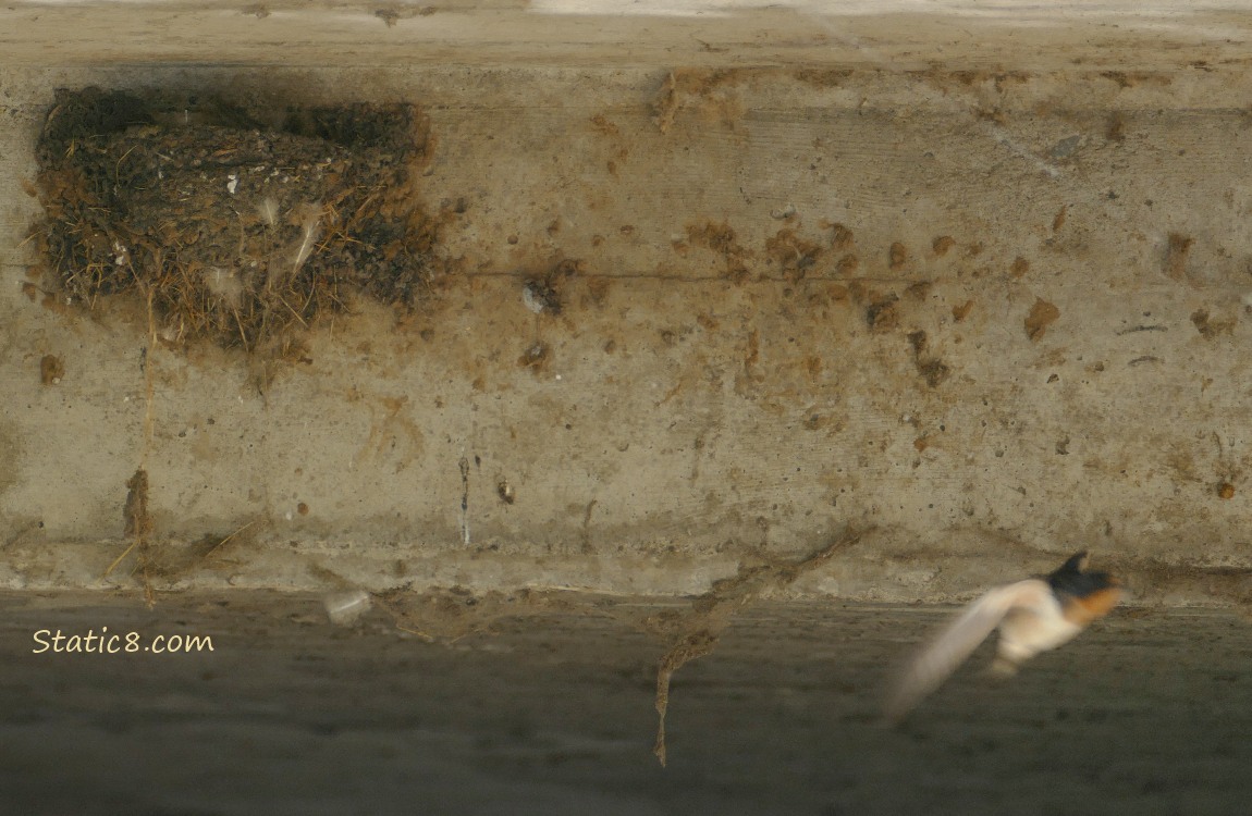 Nest and a Barn Swallow flying away.