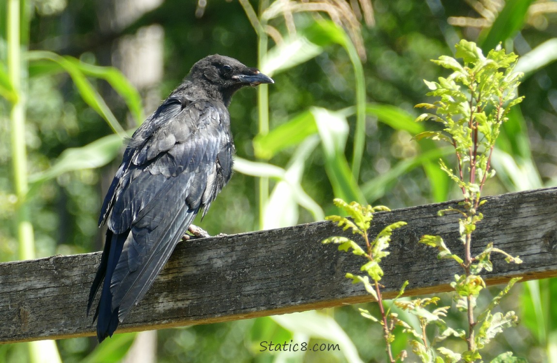 Crow standing on a wood fence