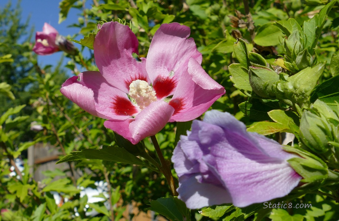 Pink Hibiscus bloom