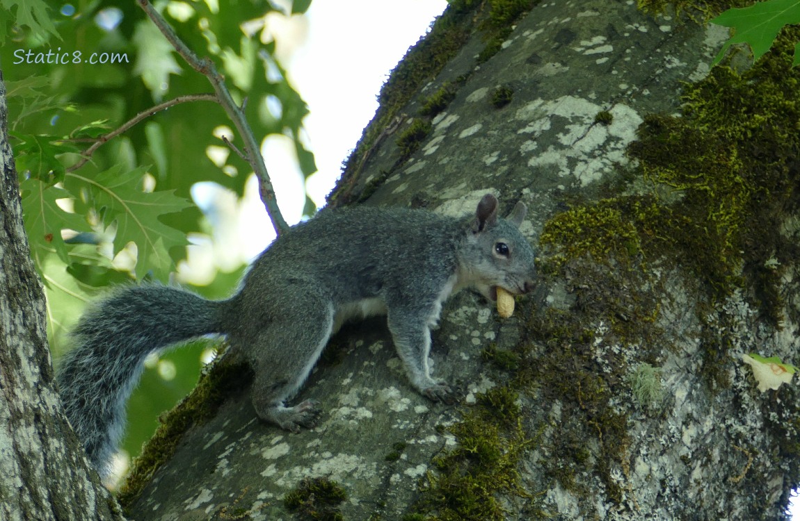 Squirrel standing on a tree trunk, holding a peanut in his mouth