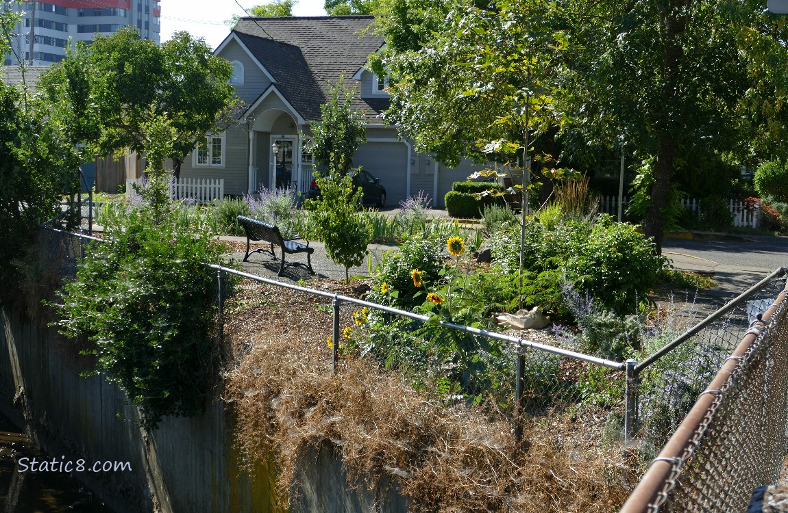 A bench and some bushes at a neighborhood crossroad