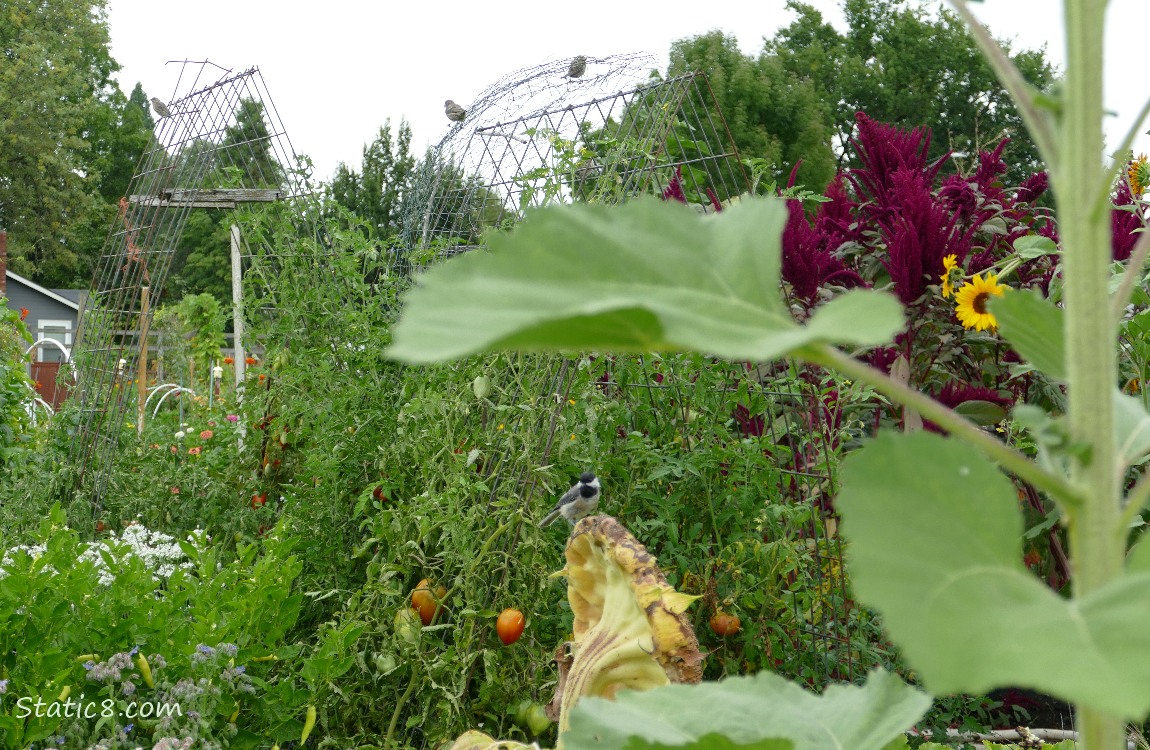 Birds in the Garden Plot