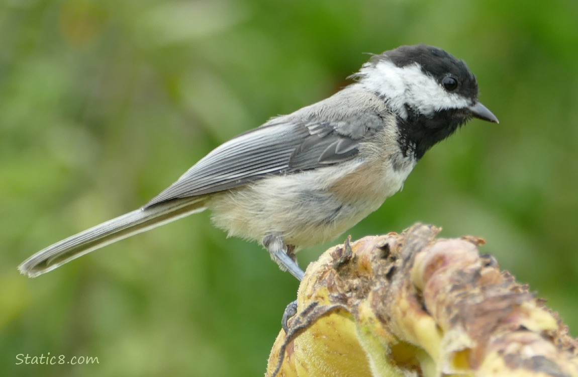 Chickadee standing on a Sunflower head