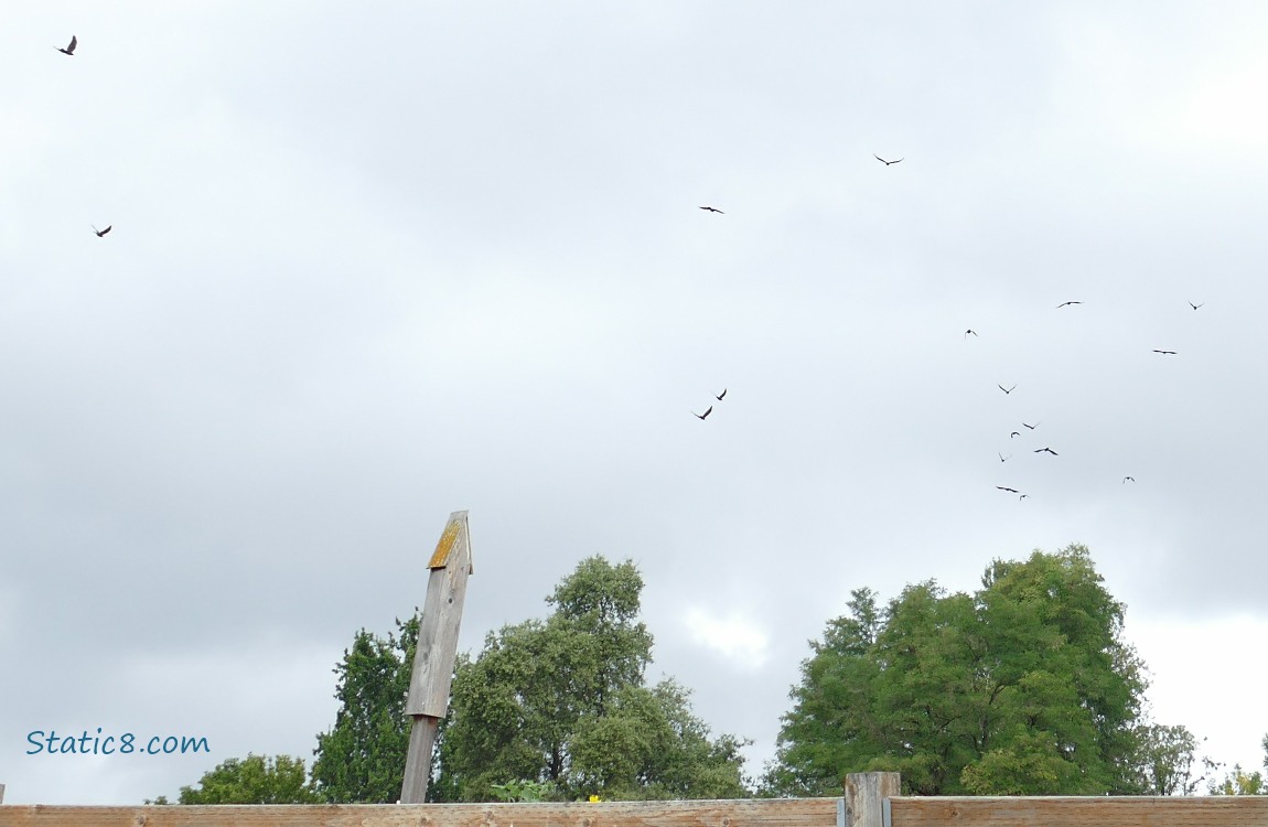 Crows flying with a grey sky