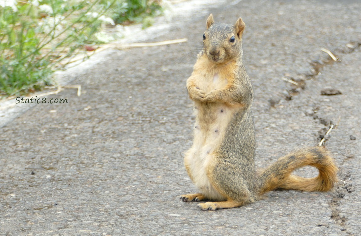 Squirrel standing up on the sidewalk