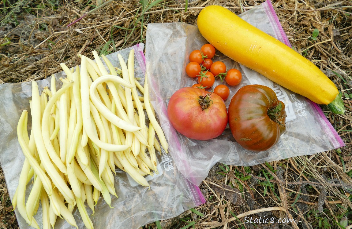 Harvested veggies laying on the ground