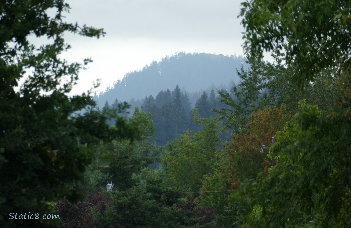 Trees on the hill