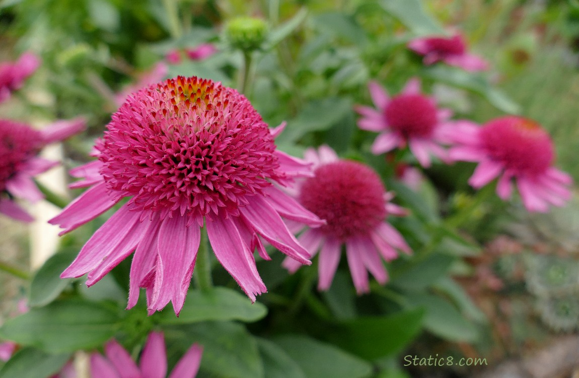 Bright pink Echinacea blooms