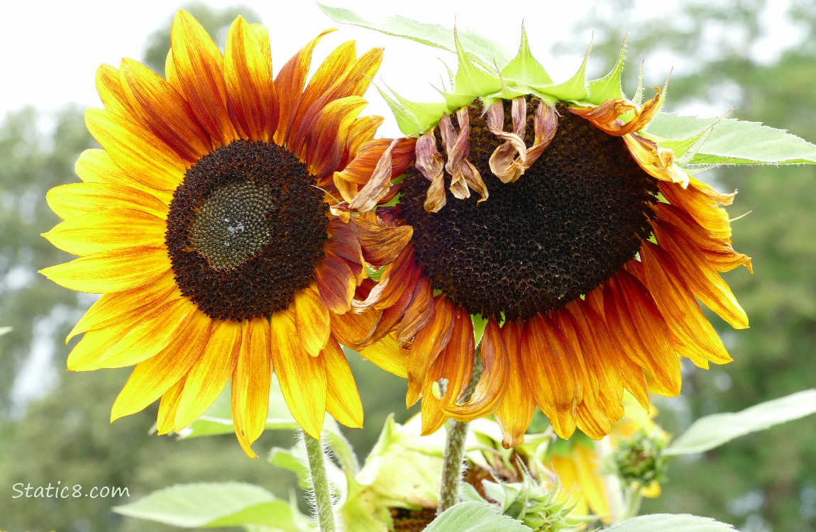 Red and yellow Sunflower blooms