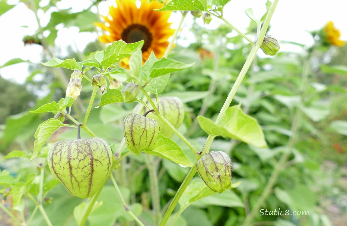 Tomatillo husks growing on the vine, sunflower blooms in the background