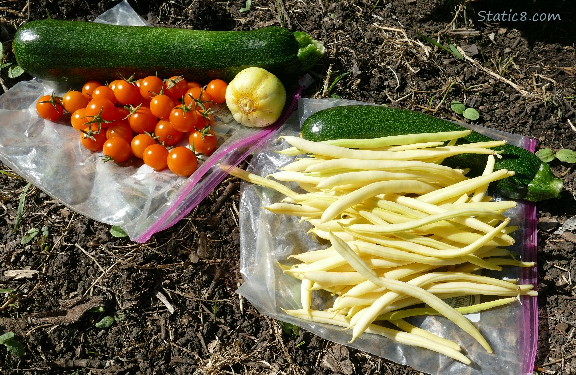 harvested veggies laying on the ground