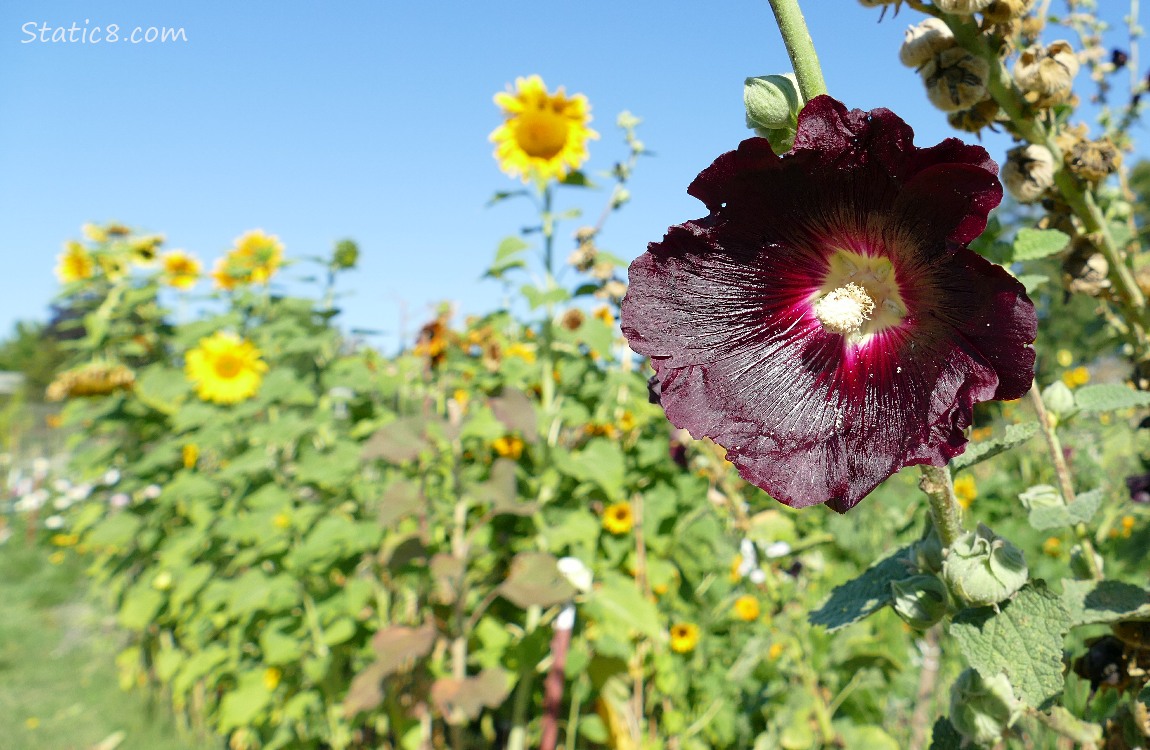 Hollyhock bloom with sunflowers and blue sky in the background