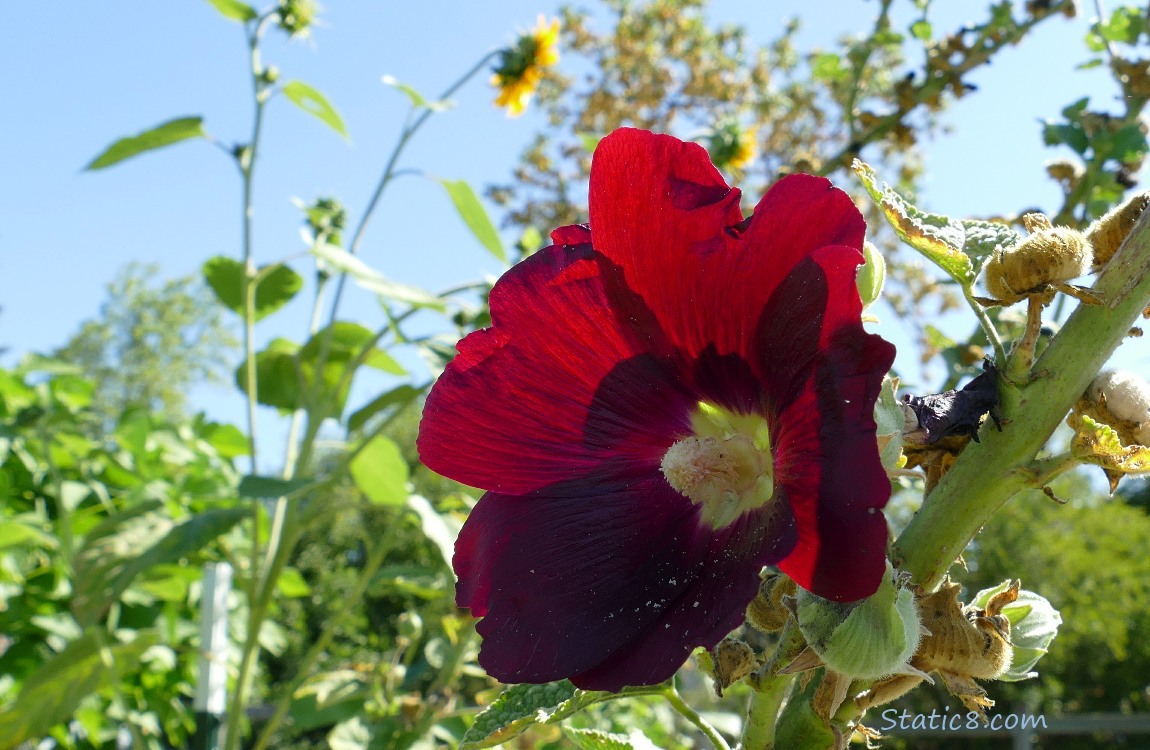 Red Hollyhock in the garden