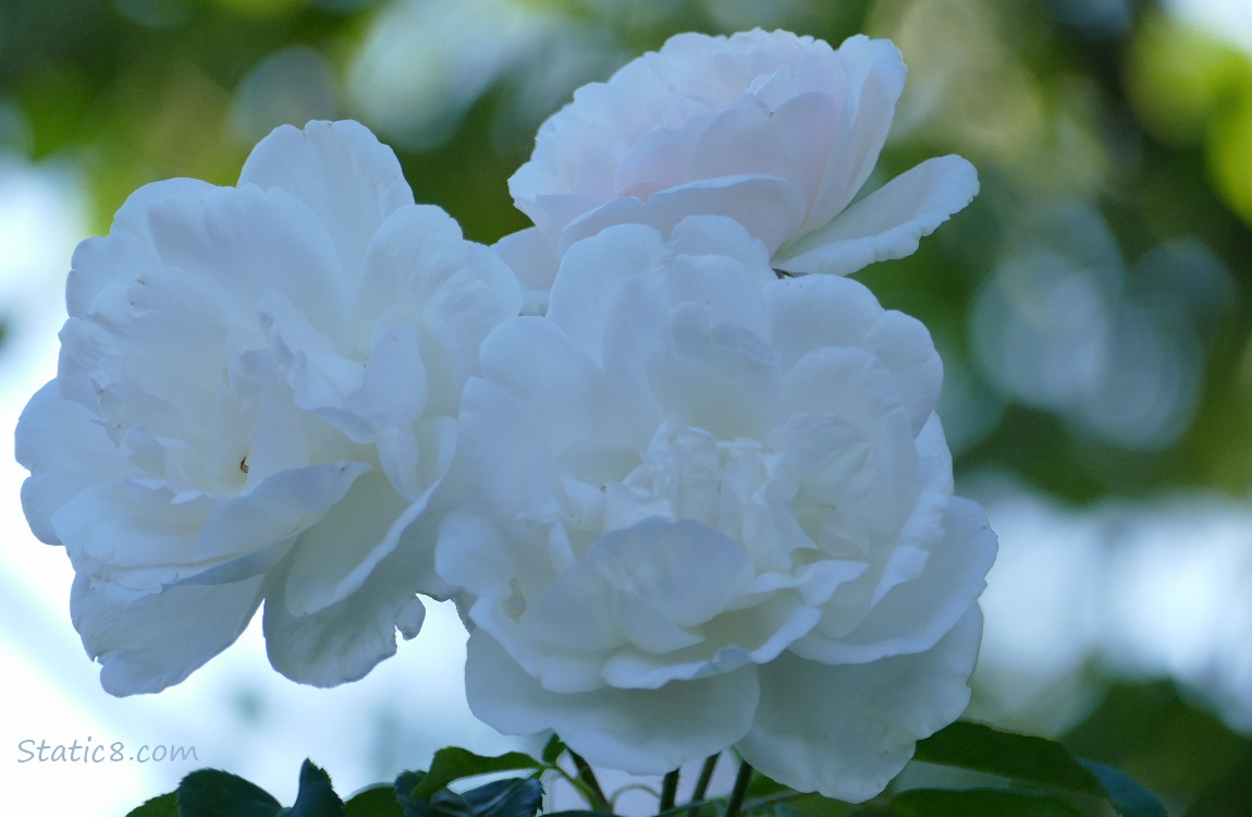 white roses in the shade