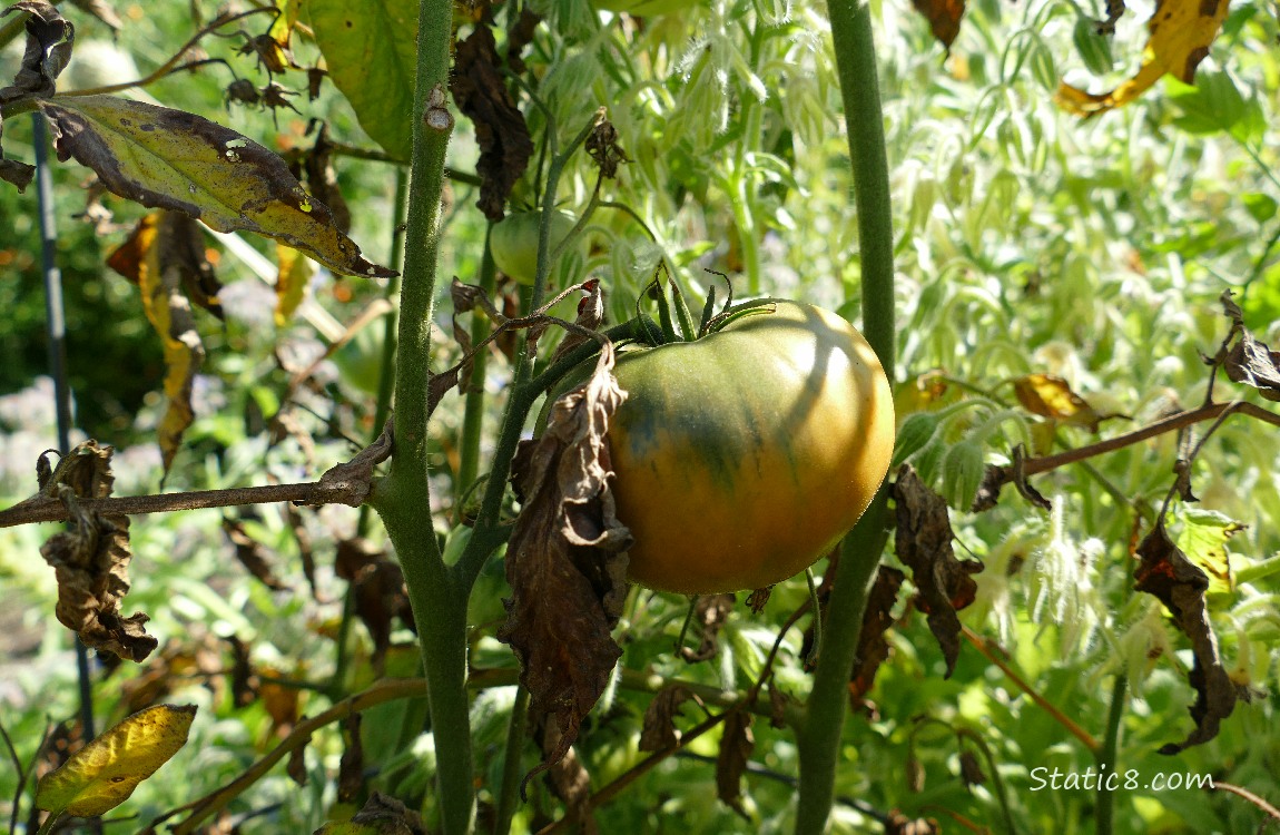 Tomatoe ripening on the vine surrounded with brown leaves