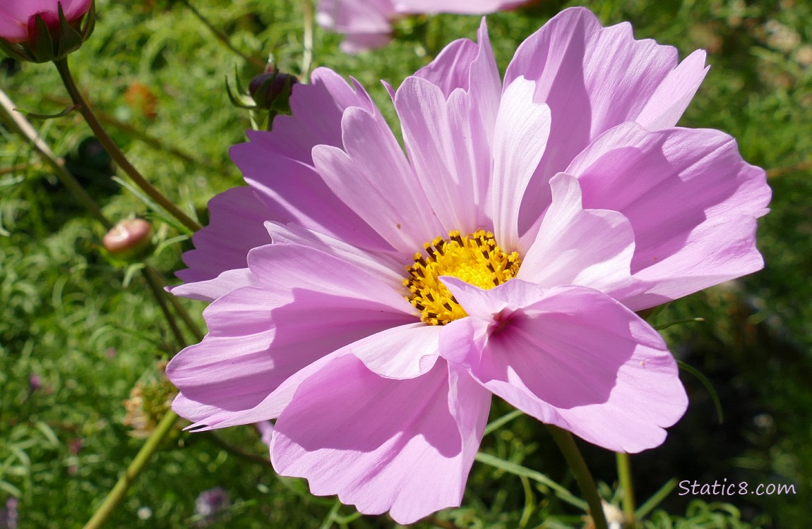 Pink Cosmos blooms