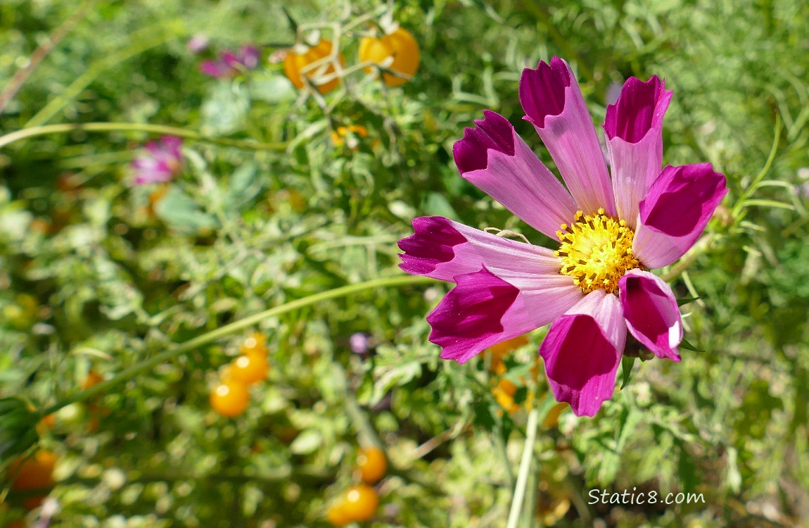 Cosmos bloom with SunGold cherry tomatoes in the background