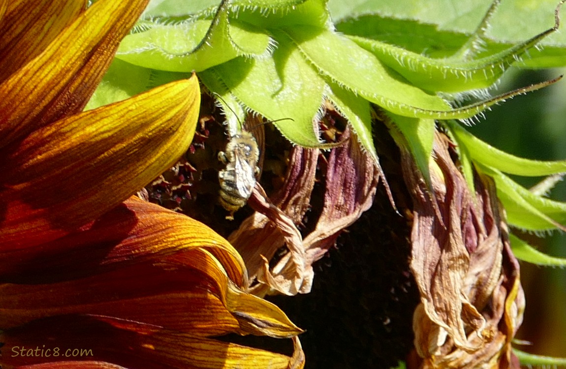 European Honey Bee on a spent Sunflower petal