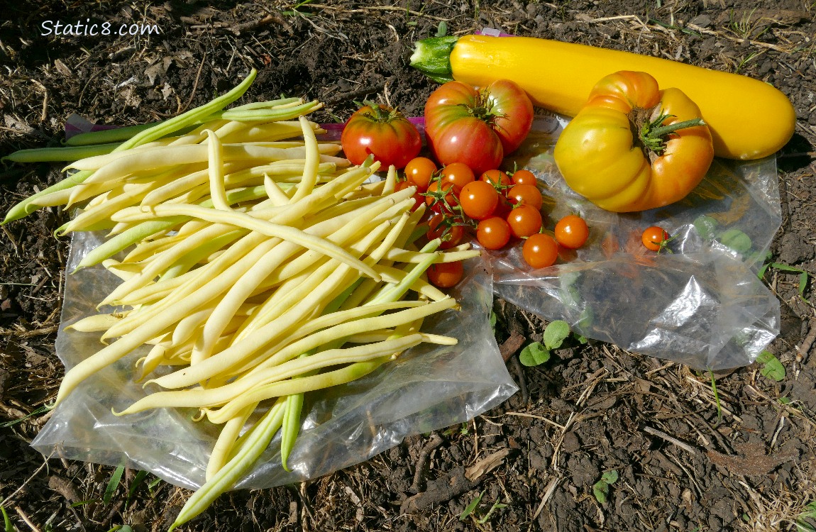 Harvested veggies laying on the ground