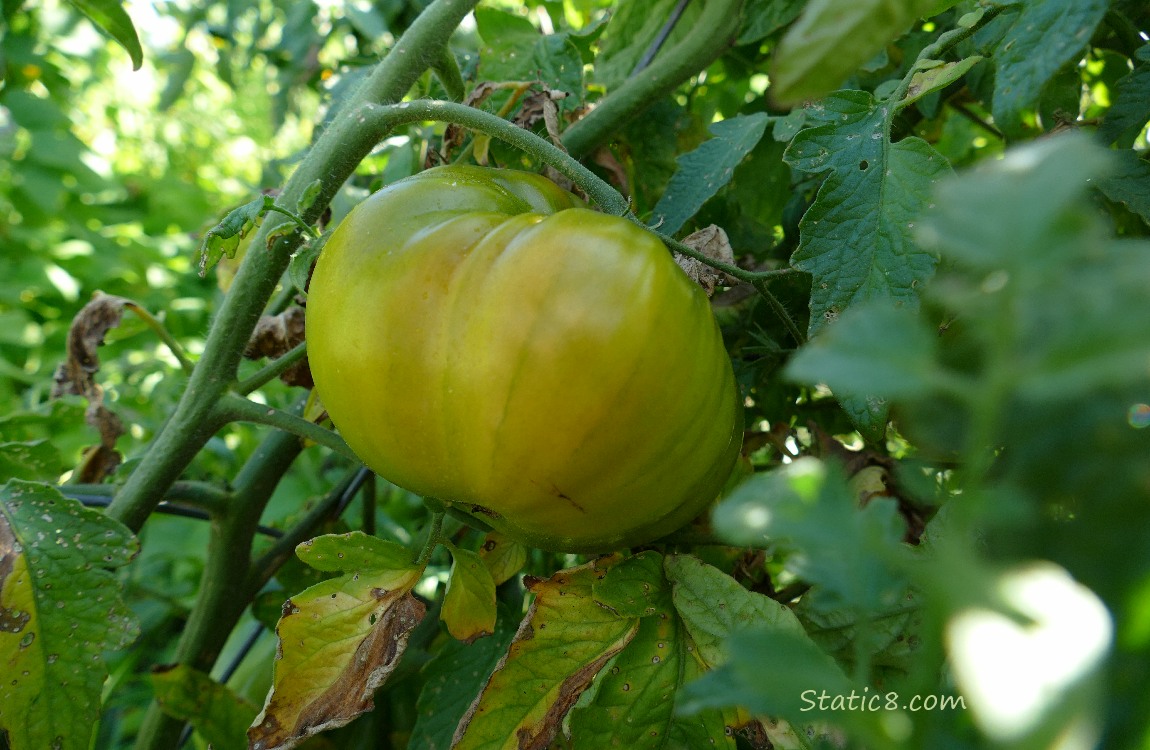 Tomato ripening on the vine