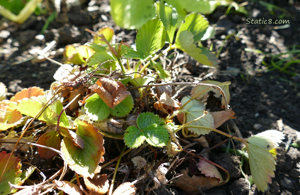 Strawberry plants