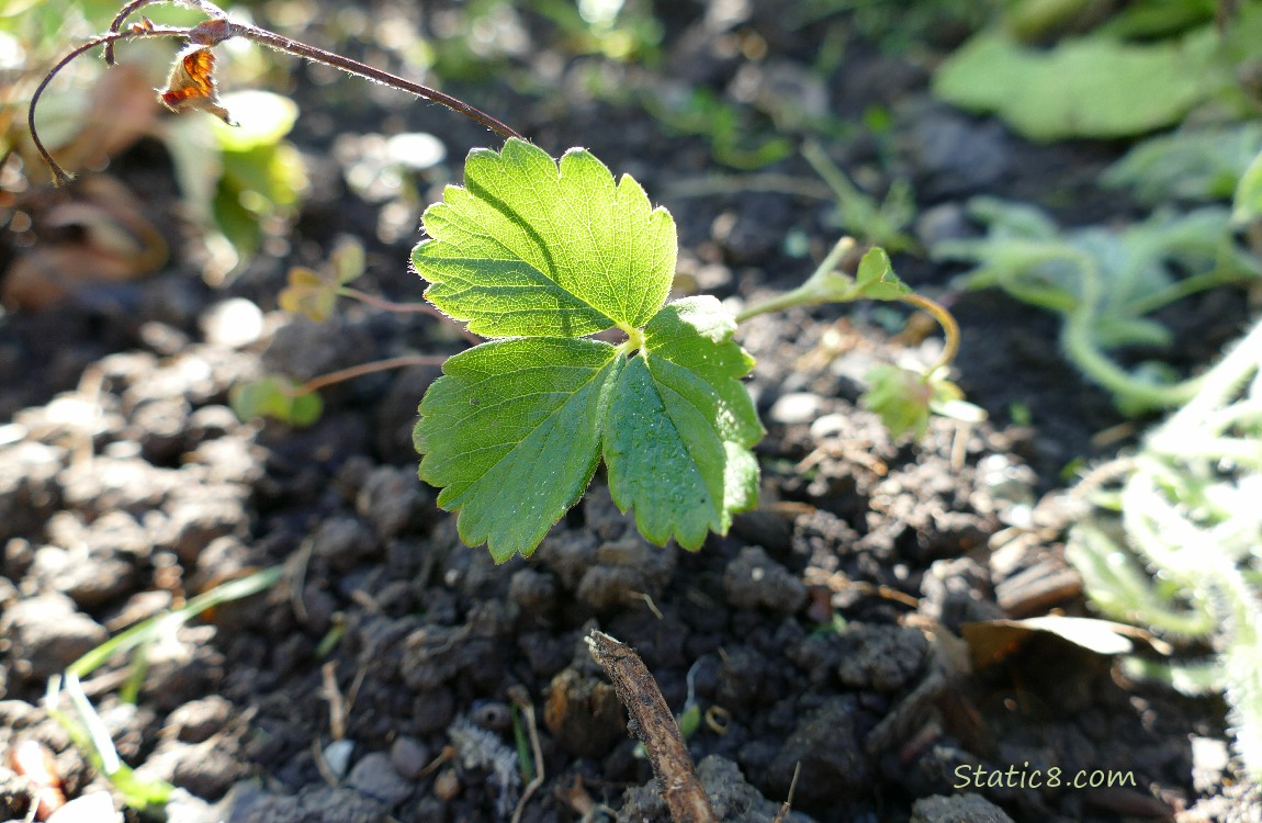 Strawberry leaf