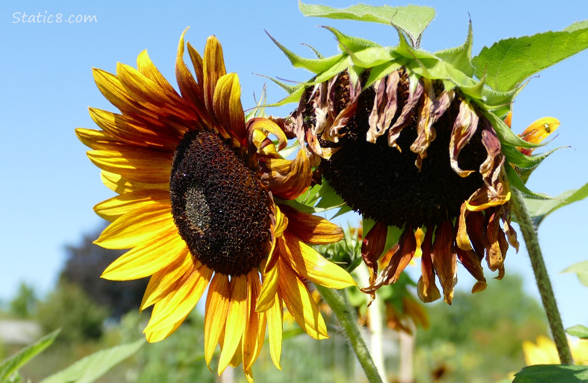 Sunflower blooms and blue sky